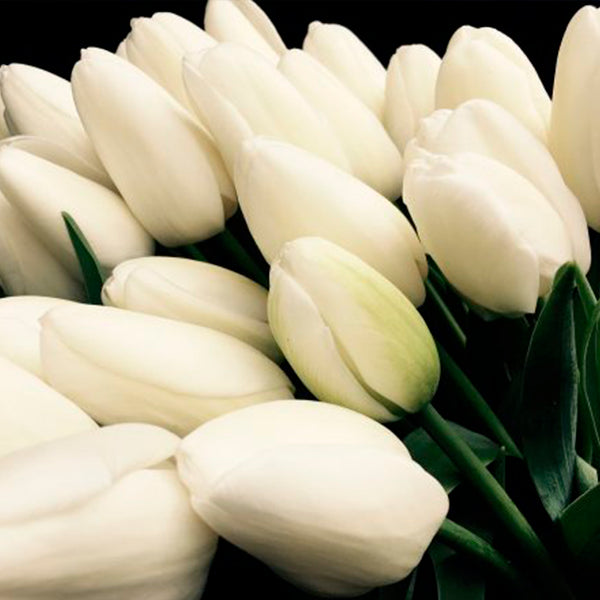 Ploaie și lalele albe